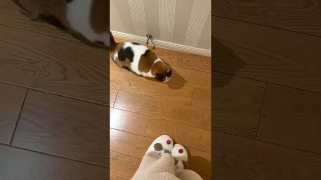 Этот чудо-котёнок делает будни немного ярче и веселее. Заряд позитива на весь день.