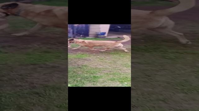 Куда пропадают куклы, если дети в куклы не играют.