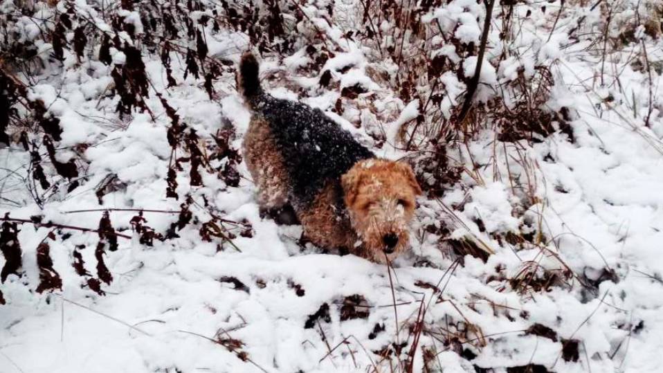 Вельштерьеры в снегу.Ноябрь-2024
