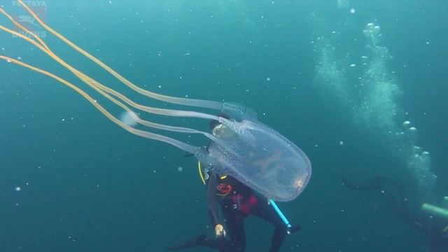 Кубомедуза_морская_оса_Box_Jellyfish_Sea_Wasp_at_'Khram_Wreck'_Diving