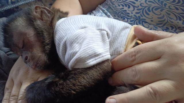 Комочек счастья #животные #обезьяна #monkey #animals #pets #cute #funny #zoo #babyanimals #capuchin