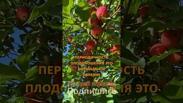 Яблоня не родит? ТОПОР не поможет! ПОШАГОВЫЙ план от эксперта