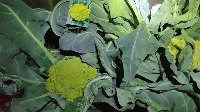 Капуста цветная Купеческая