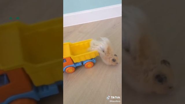 видео с моего канала ЯППИ 05.11.2024. yappy_download_a1063fa415bc4d348f83606e595b2d61