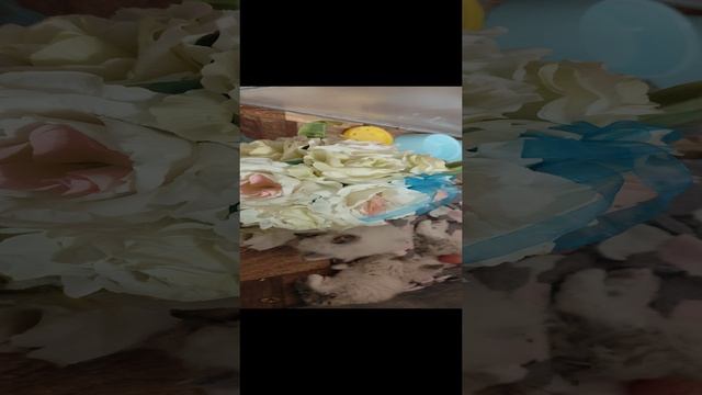 1000085327.mp4