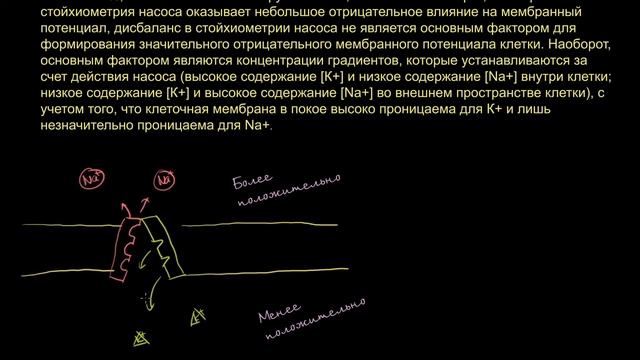 [KhanAcademy] Поправка к видео "Натрий-калиевый насос"