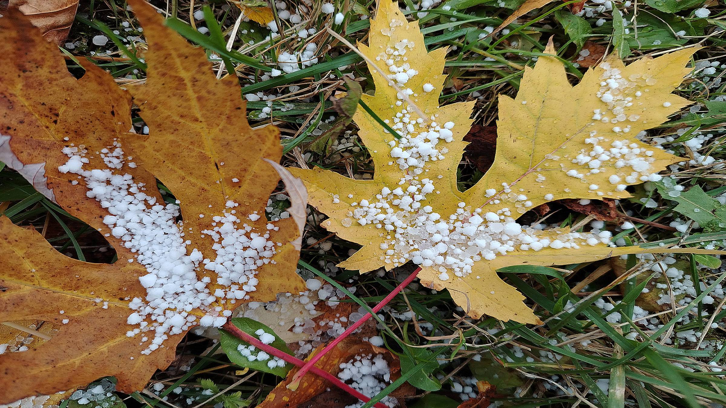 КЛЁН  СЕРЕБРИСТЫЙ