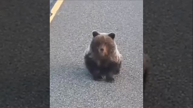 🐻Специалисты подмосковного парка «Земля прайда» спасли сразу двух медвежат-сирот на Камчатке🐻