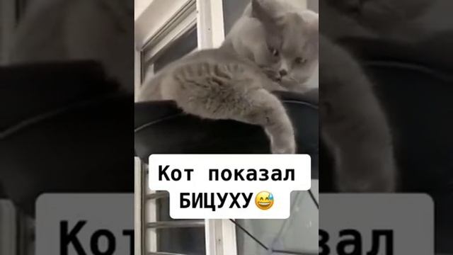 Кот показал бицуху💪 😎