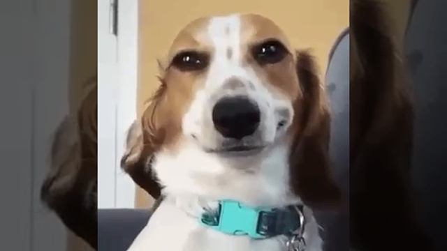 собачка