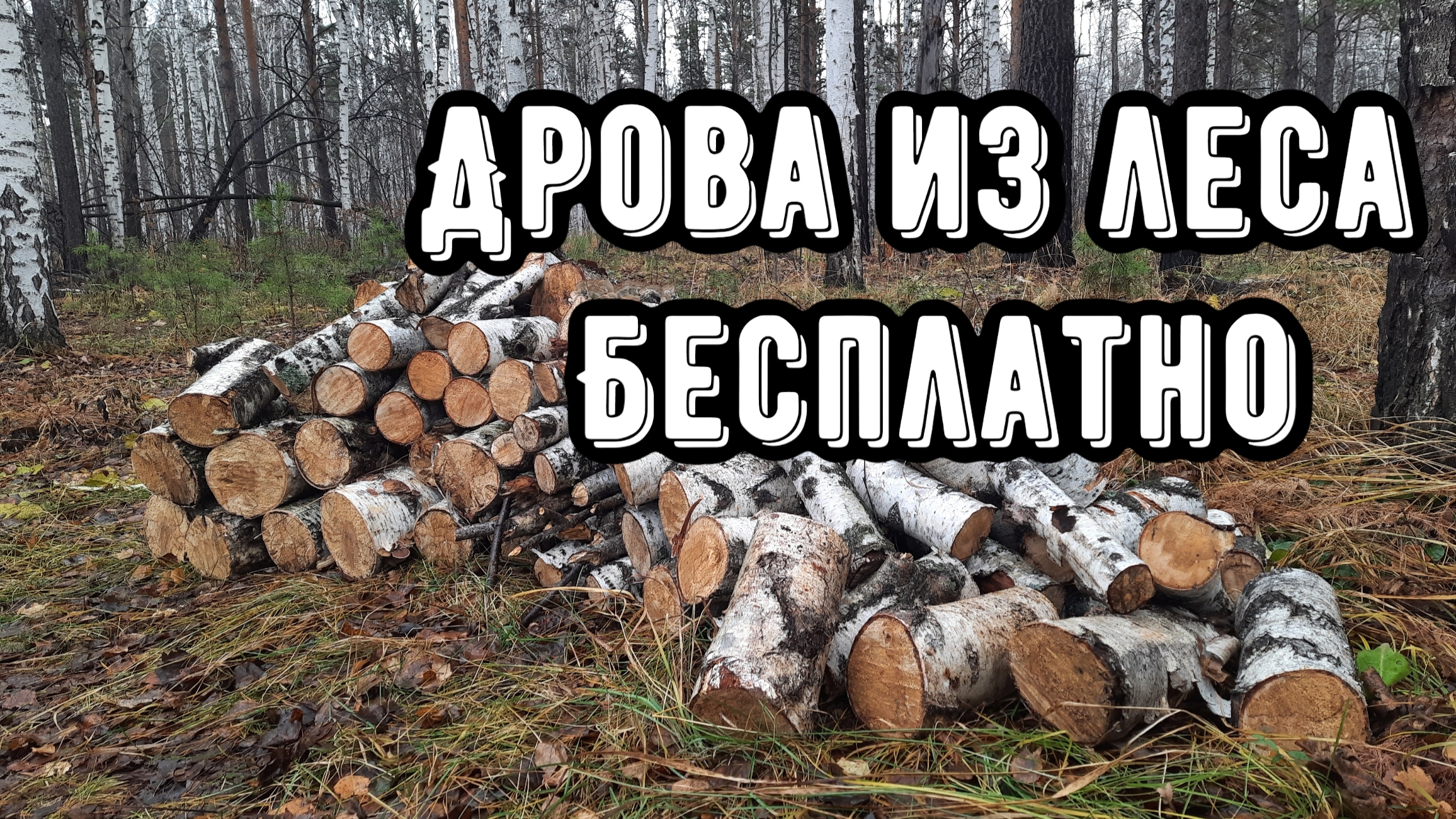 Дрова из леса Бесплатно)))