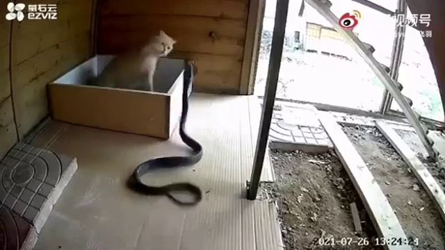 Шри-Ланка, 🐍 Кошка защищает своих котят от кобры