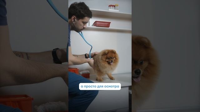Как подготовить собаку к походу в вет. клинику? 🐕🏥