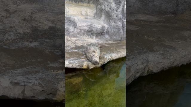 4 день в дельфинарии 🦭🐅🦎