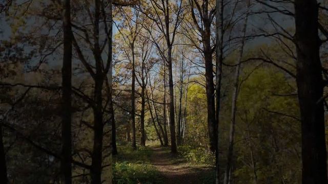 Фотопрогулка осенью в лесопарке 21 октября, воспоминания