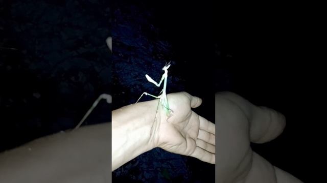 Богомол в Геленджике