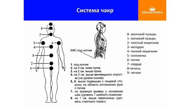 Нумерология здоровья Как создать энергетический баланс Милена Осипова Бизнес Директор DREAMTERRA