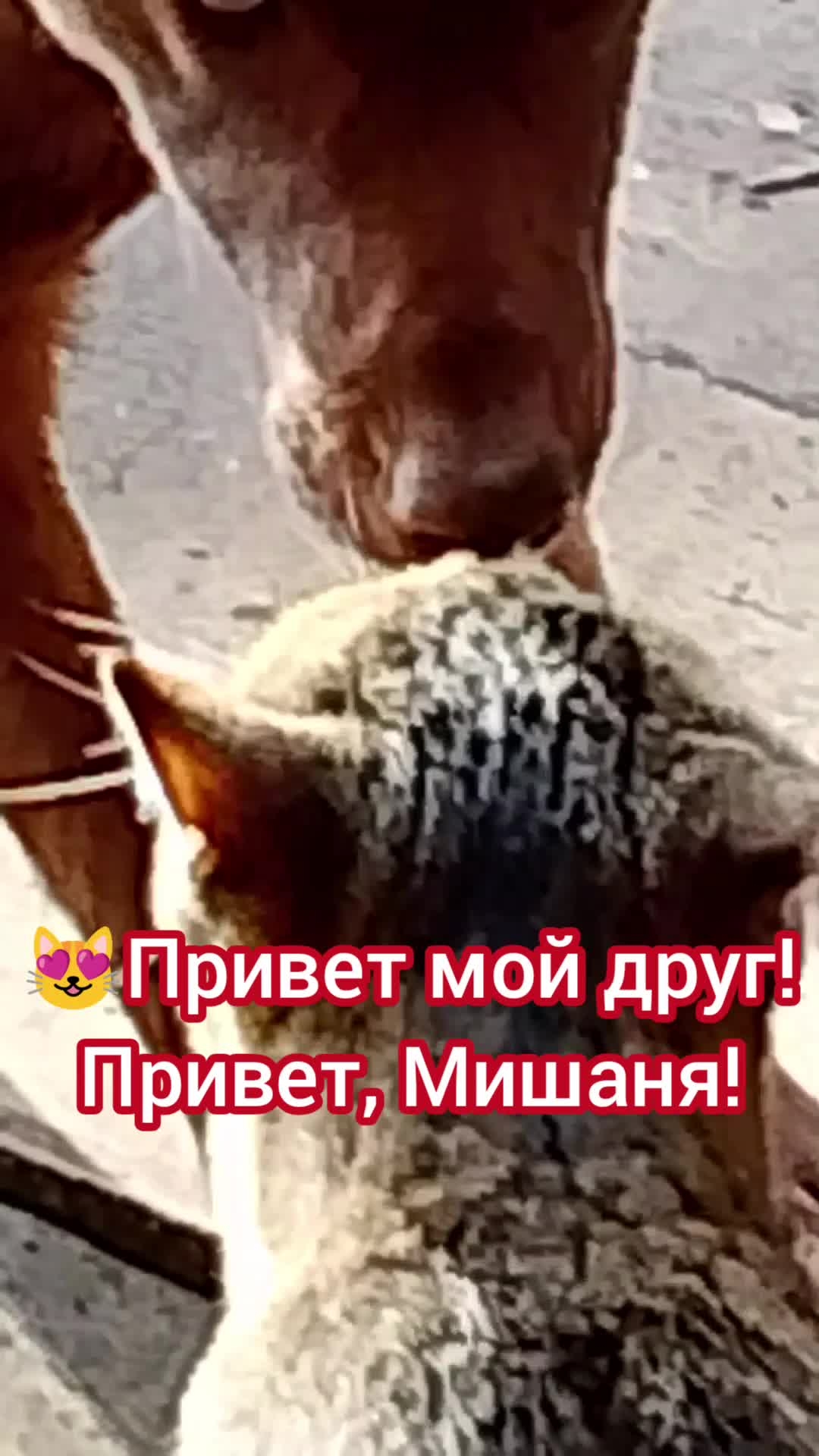 Питомцы мои. Дружат!😻🐶