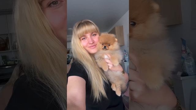 Обратный кашель у шпица. Кашель у шпица.