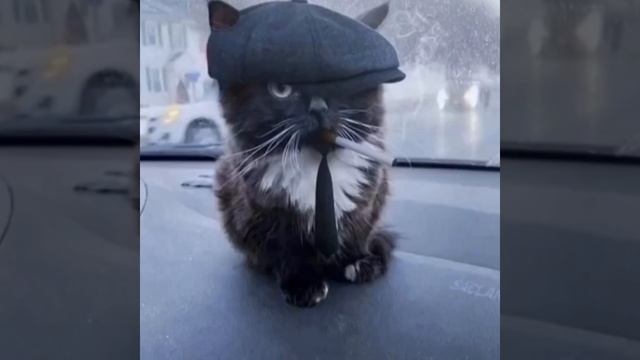 Котик
