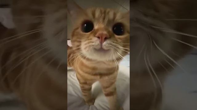 Пушистик, который будто создан для того, чтобы вызывать улыбки и согревать сердца.