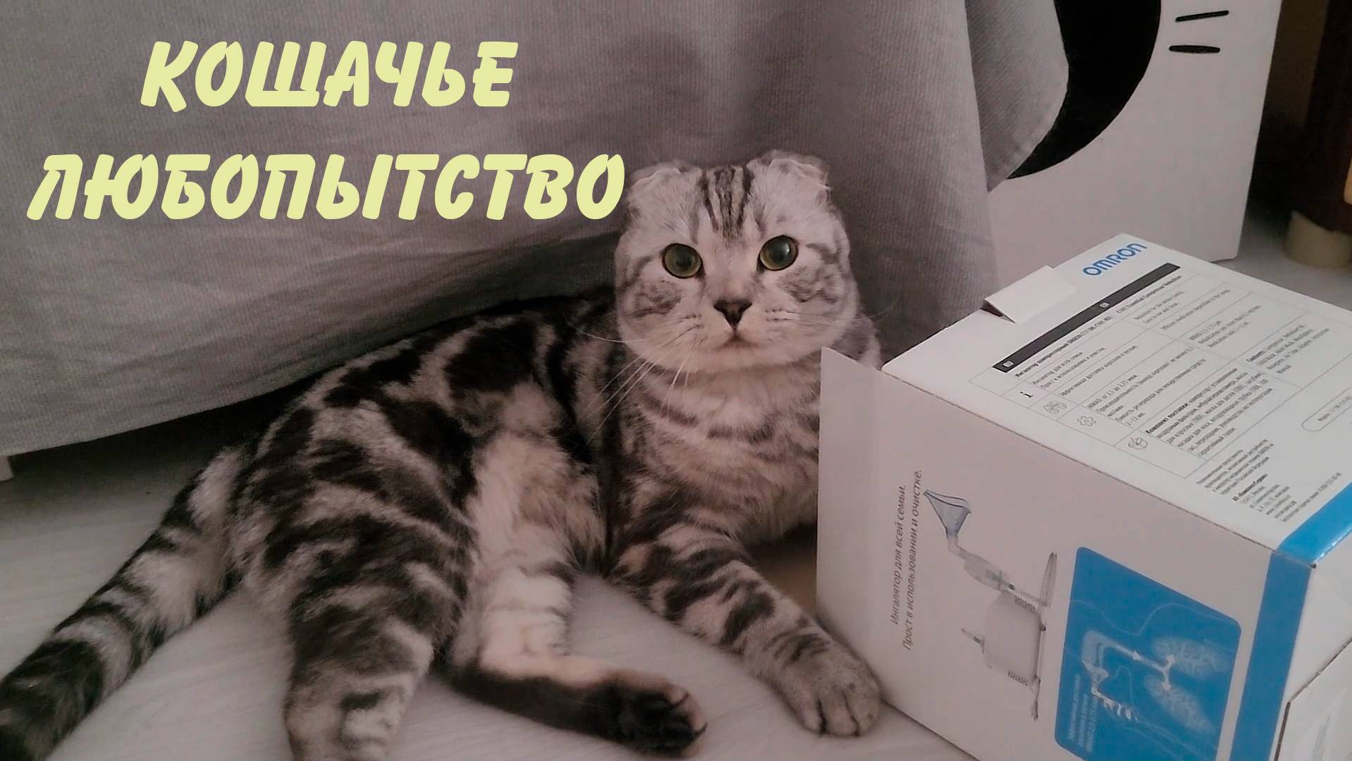 Кошачье любопытство