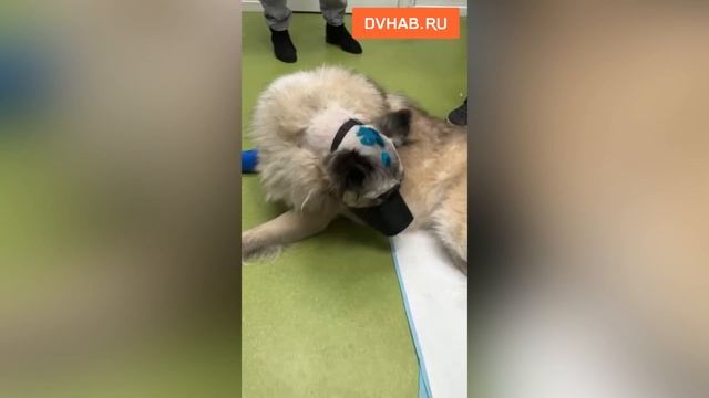 Избитая  кувалдой собака идет на поправку