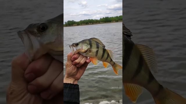 Красавец окуня речной , отправился обратно в водное царство ...