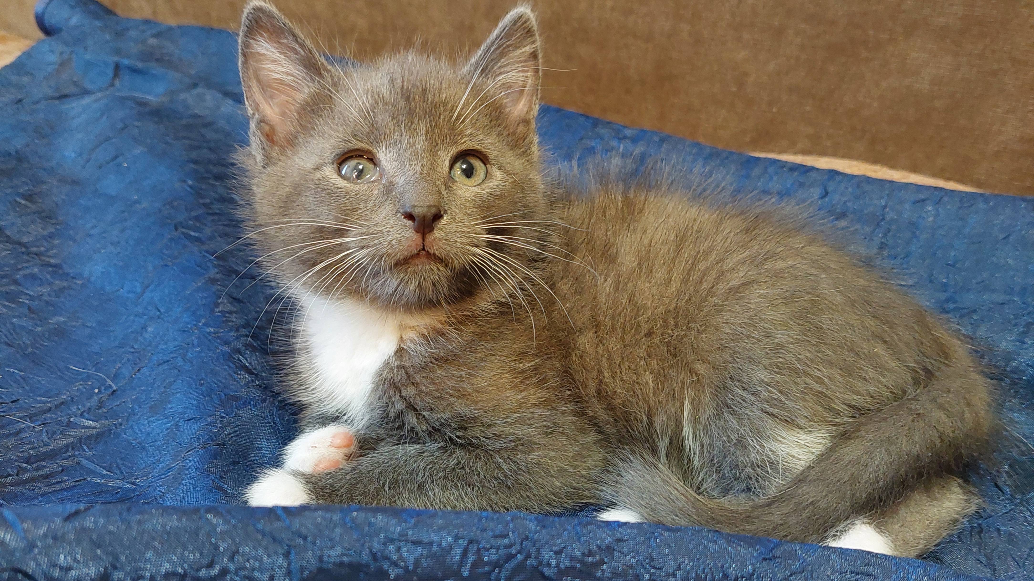 Котенок играет