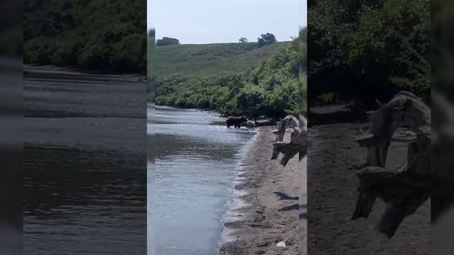 Бурые медведи на Камчатке