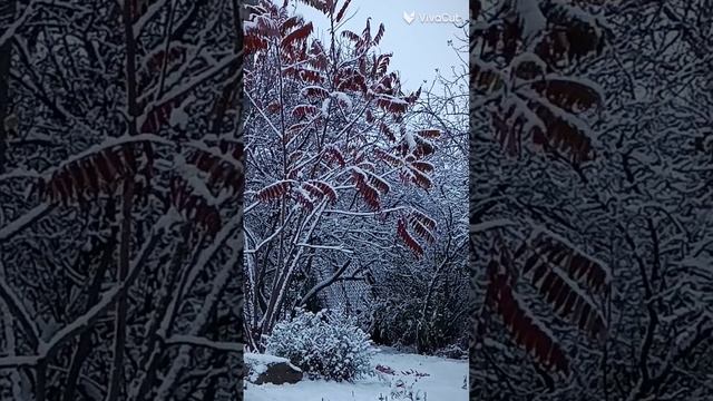 сегодня выпал первый снег❄❄❄