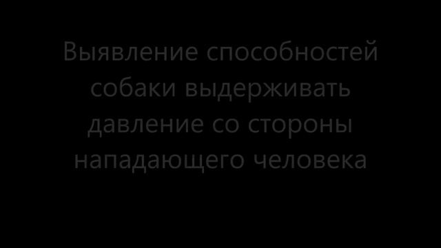 Тестирование питбуля. Вявление защитно-охранного потенциала у 10 месячного щенка.