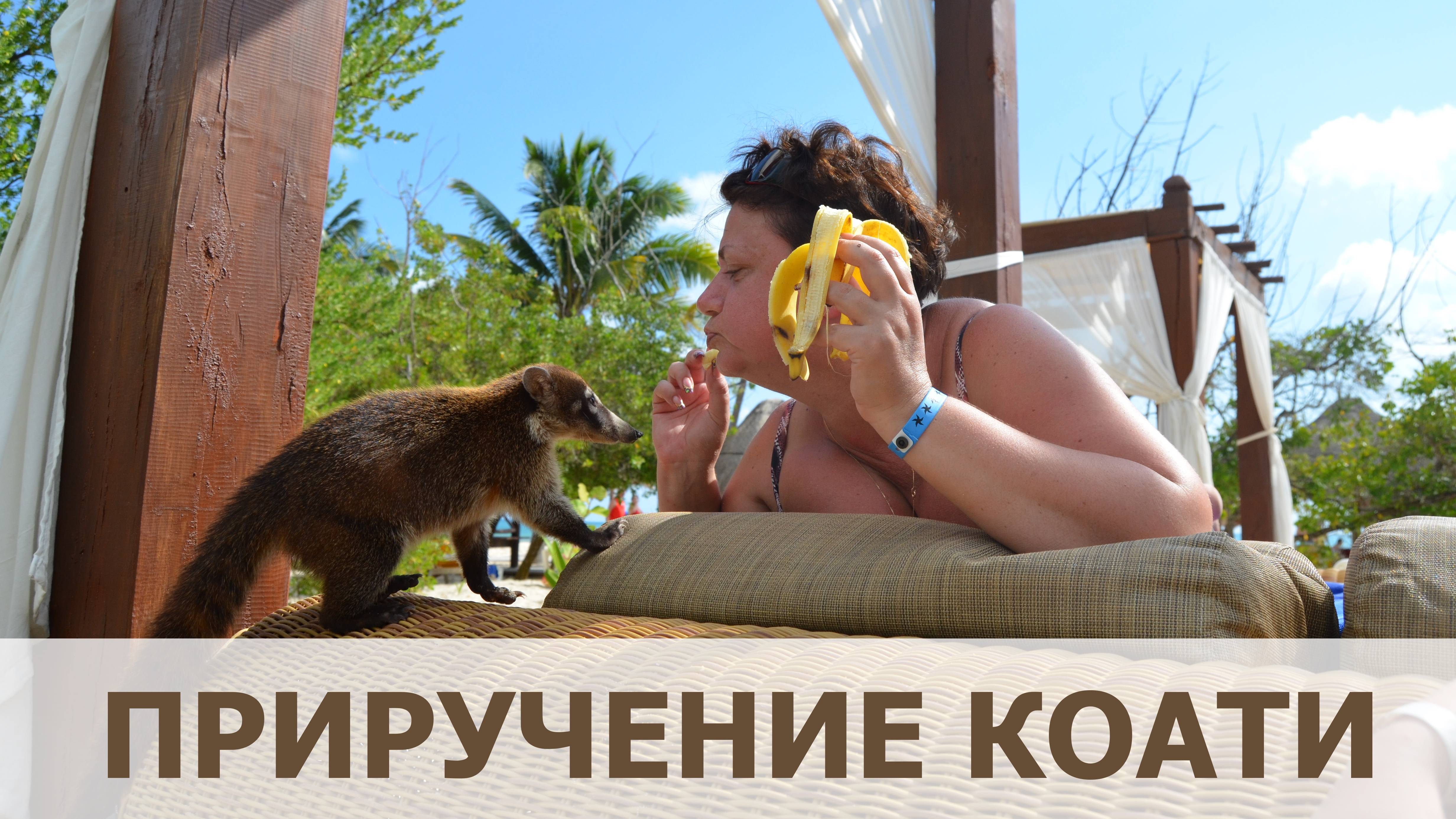 История приручения коати