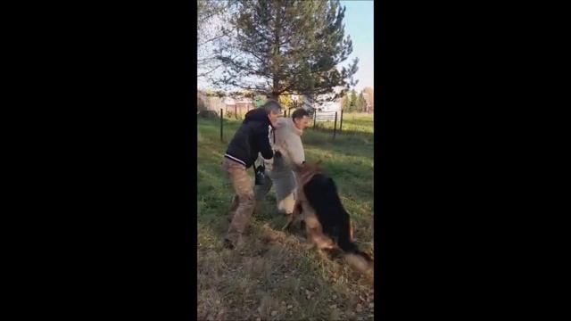 Немецкая овчарка Рокки. Делаем защитную собаку.