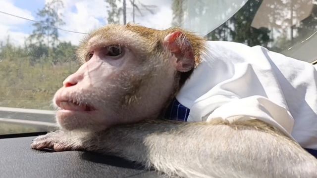 Новомодный навигатор #животные #обезьяна #макака #animals #monkey #pets #zoo #cute #macaque #рек