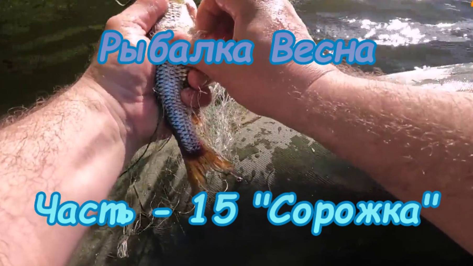 Рыбалка. Весна. Часть - 15 "Сорожка".