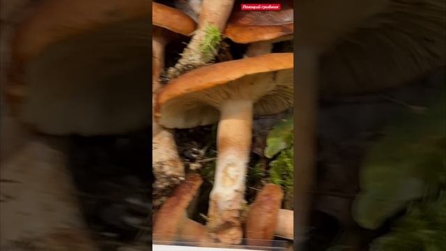 Горькушка (Lactarius rufus).