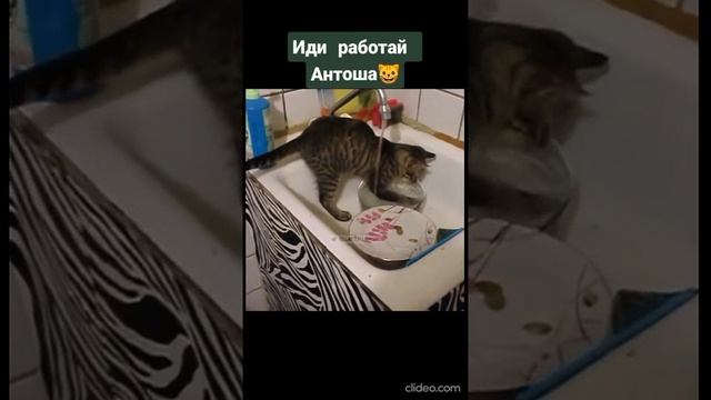 Иди работай, Антоша😻