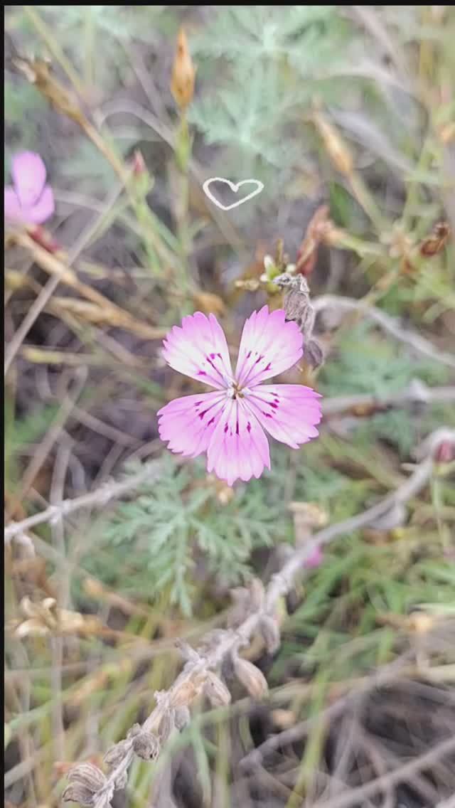 Про нашу уникальность 🌺
#природа #цветы #саморазвитие #самоценность
t.me/tarot_healing