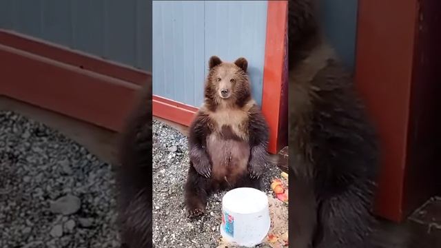 🐻В Шереметьево привезли медвежонка-сироту с Камчатки🐻