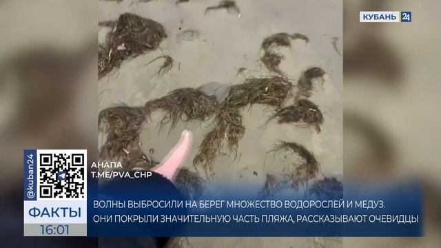 Центральный пляж покрыло водорослями и медузами в Анапе