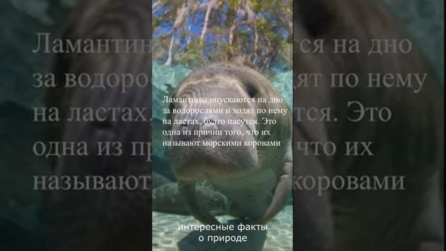 Ламантины пасутся на дне