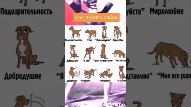 как понимать собак