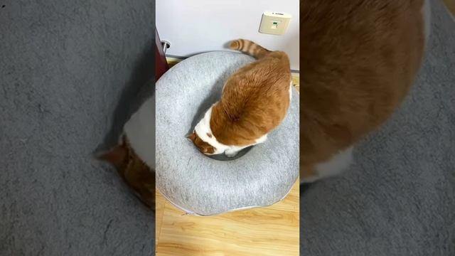 Этот милый котик напомнит о тёплых вечерах у камина и уютных вечерах с книгой.