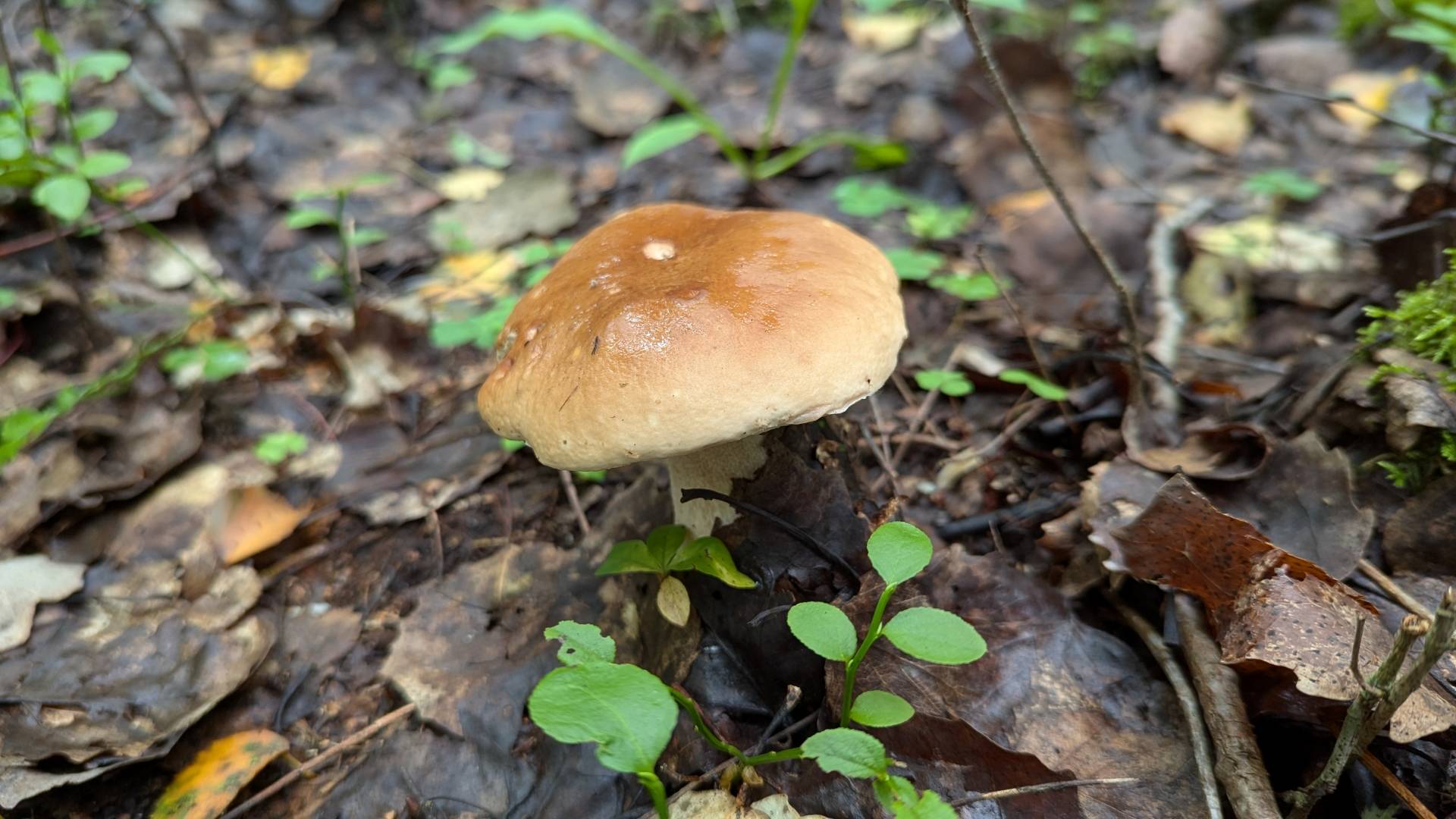 Белый гриб берёзовый (Boletus betulicola). Как выглядит гриб на месте произрастания.