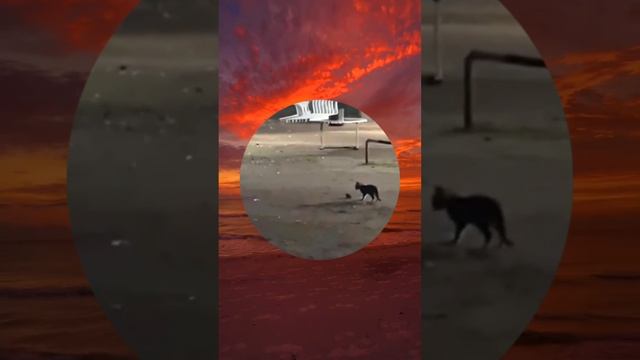 юмор, приколы