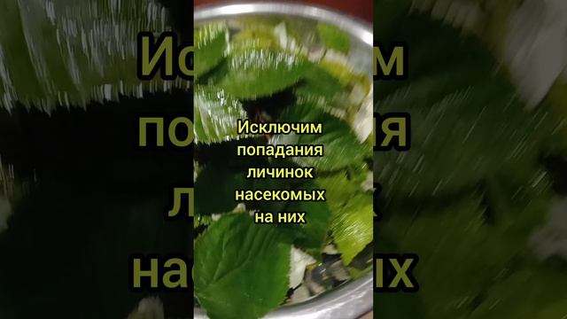 ЗАГОТОВКА ЯГОДНЫХ (МАЛИНЫ,СМОРОДИНЫ,ЕЖЕВИКИ,ЗЕМЛЯНИКИ)ЛИСТЬЕВ НА ЗИМУ