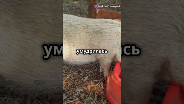 свинья Клубника напилась пива и устроила хаус!