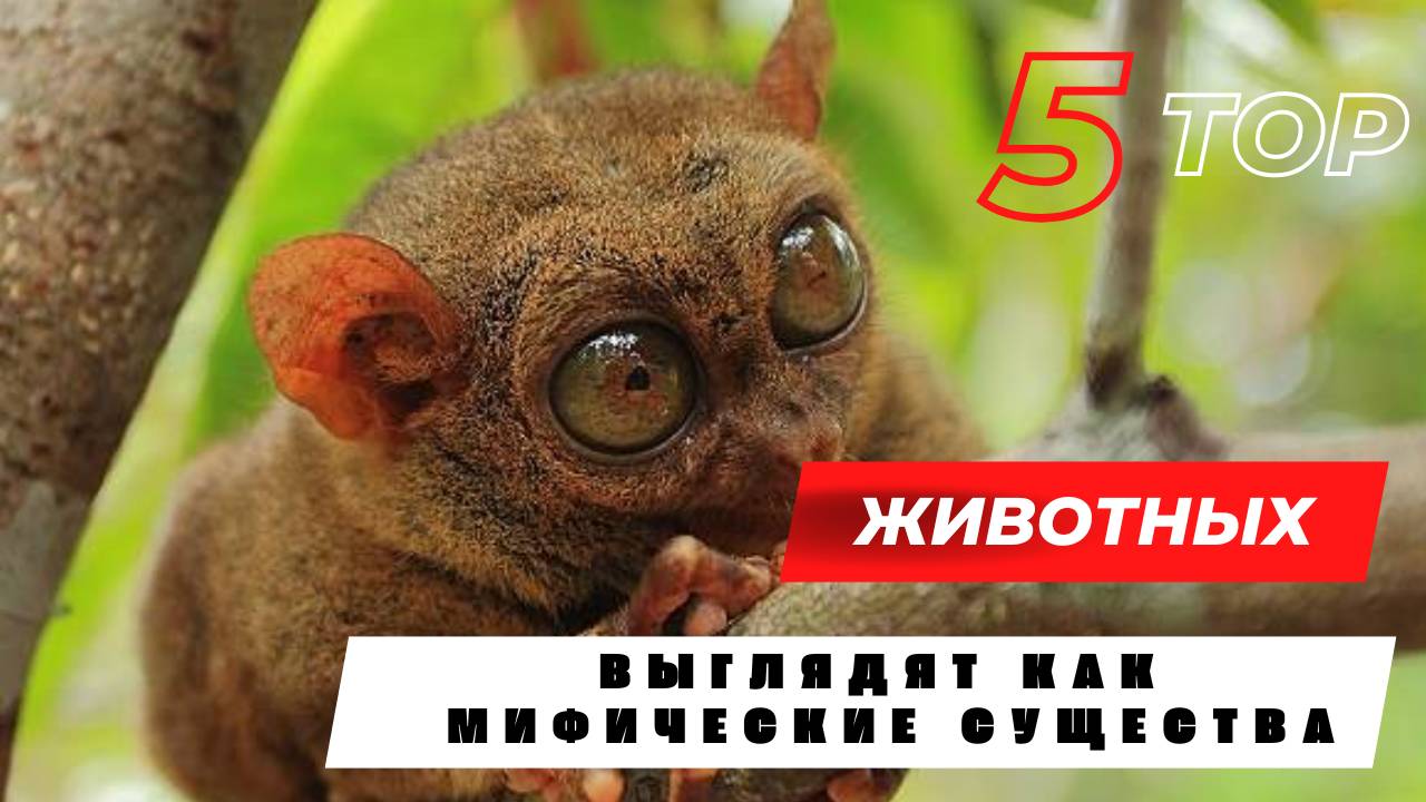 топ-5 животных, которые выглядят как мифические существа