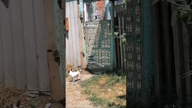 Злая собака
